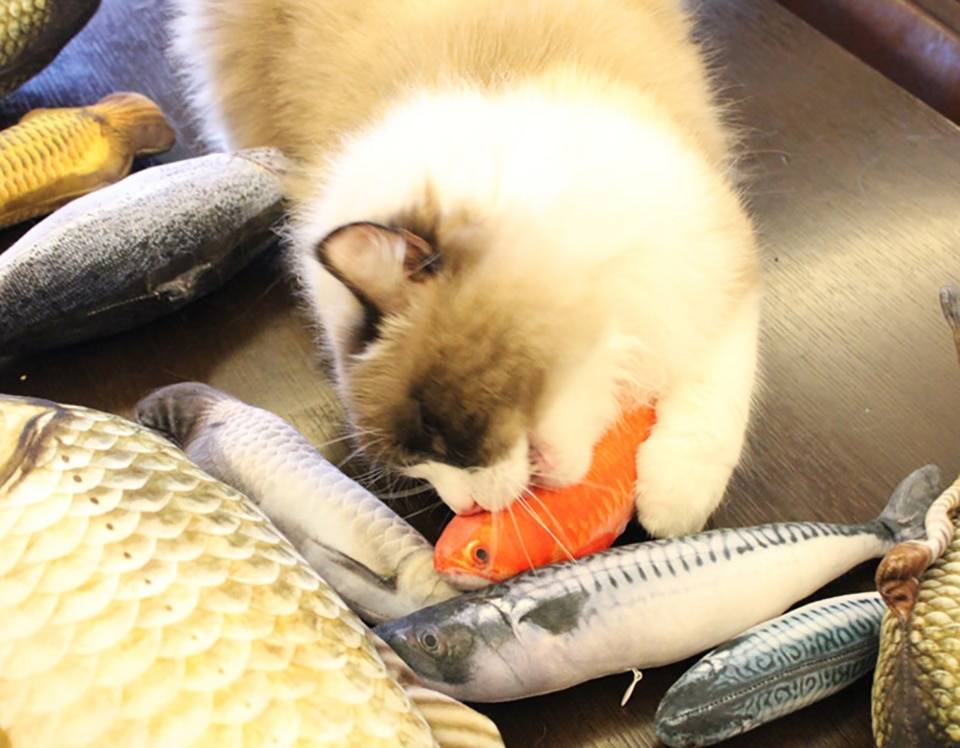3D Catnip Fish Toy
