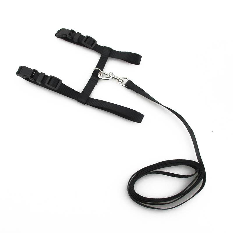 Black harness and leash