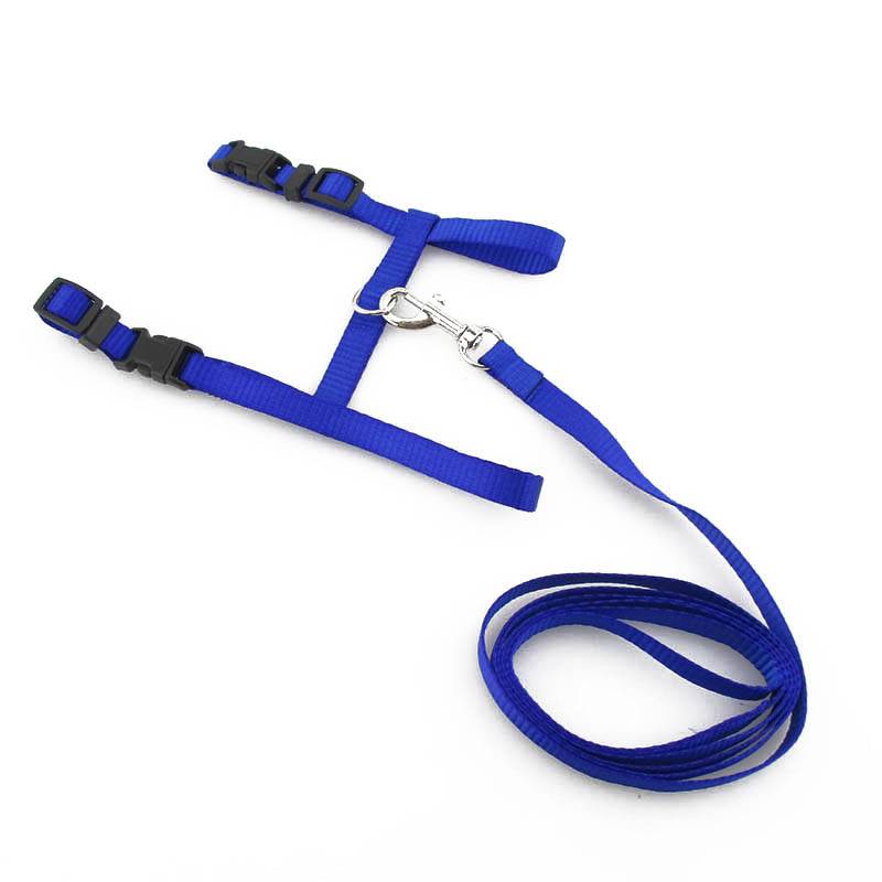  Blue harness and leash 