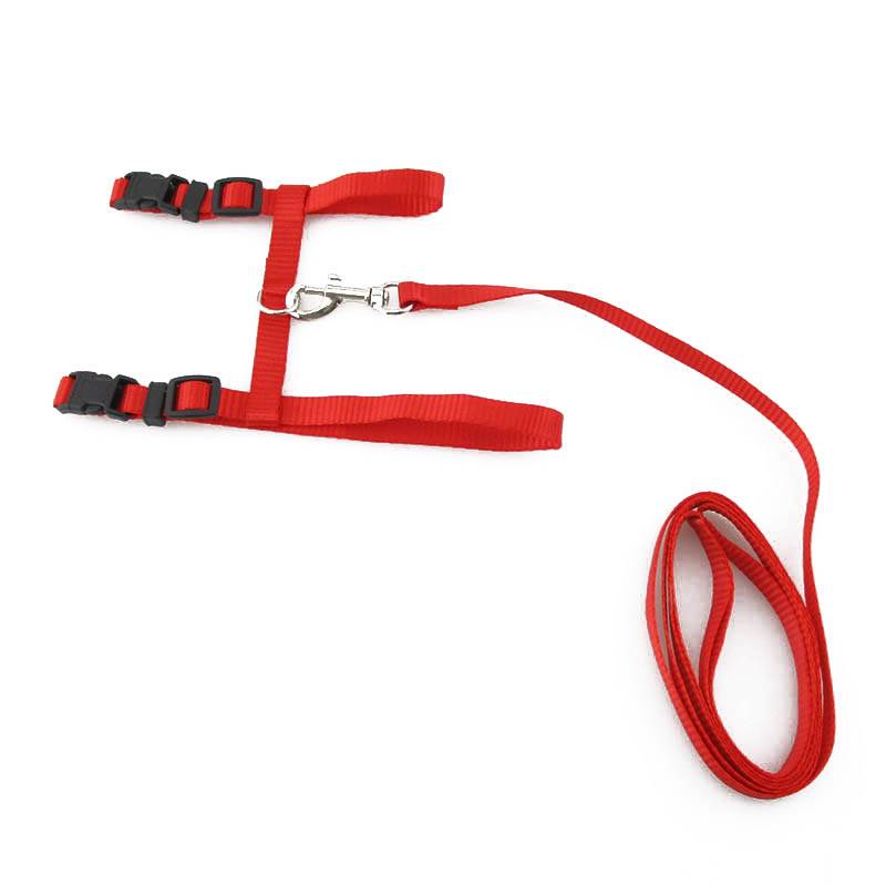 Red harness and leash